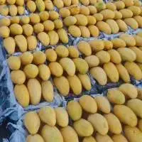 Pakistani Mango (Chaunsa,Sindhri etc)