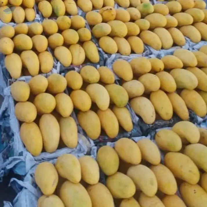 Pakistani Mango (Chaunsa,Sindhri etc)