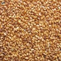 Sesame Seed (Golden/ Light Brown Colour)