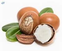 Shea Nuts/Shea Butter