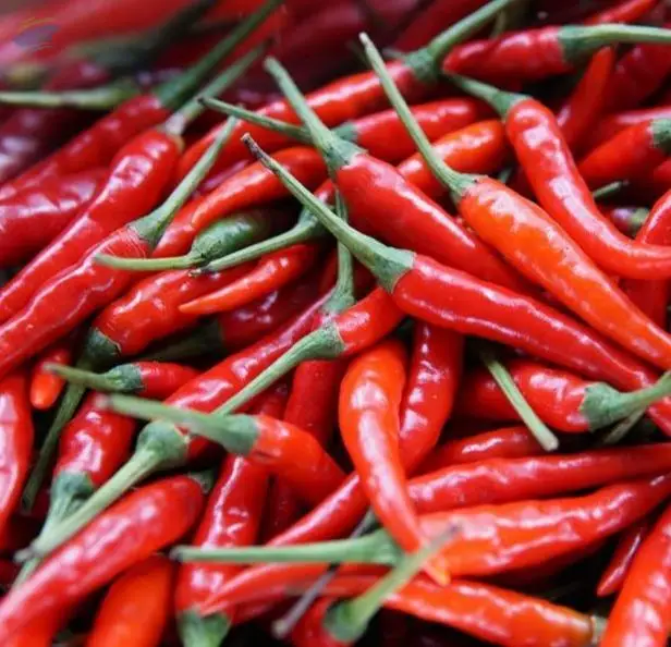 Chilli Pepper