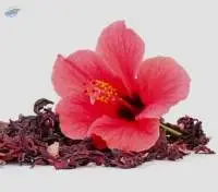 Dried (Light Red) Hibiscus