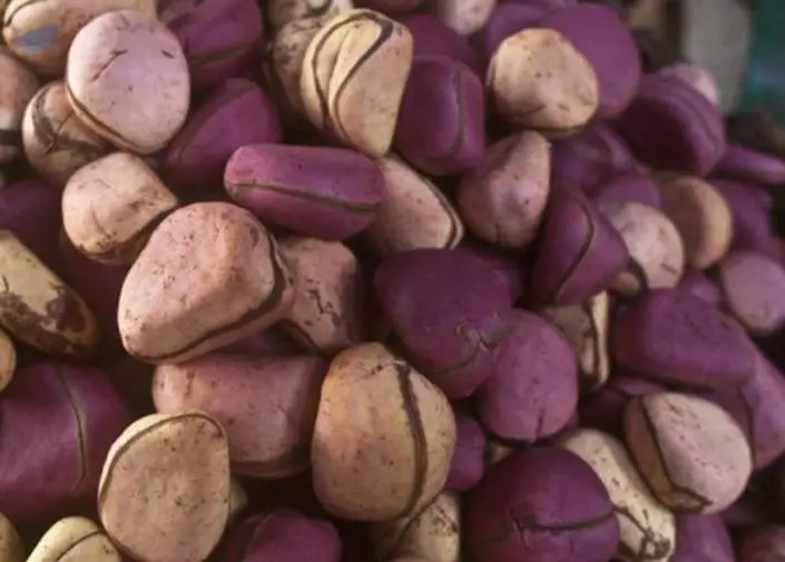 Kola Nut (Fresh, High Quality)