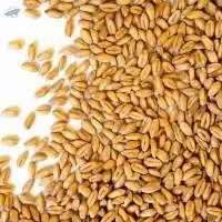 Wheat