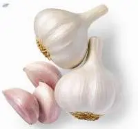 Garlic Bulbs