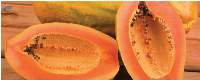 Papaya