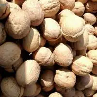Quality Walnuts With Shell In Bulk Wholesale