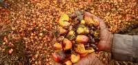 Crude Palm Oil High Quality 