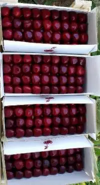 Cherries