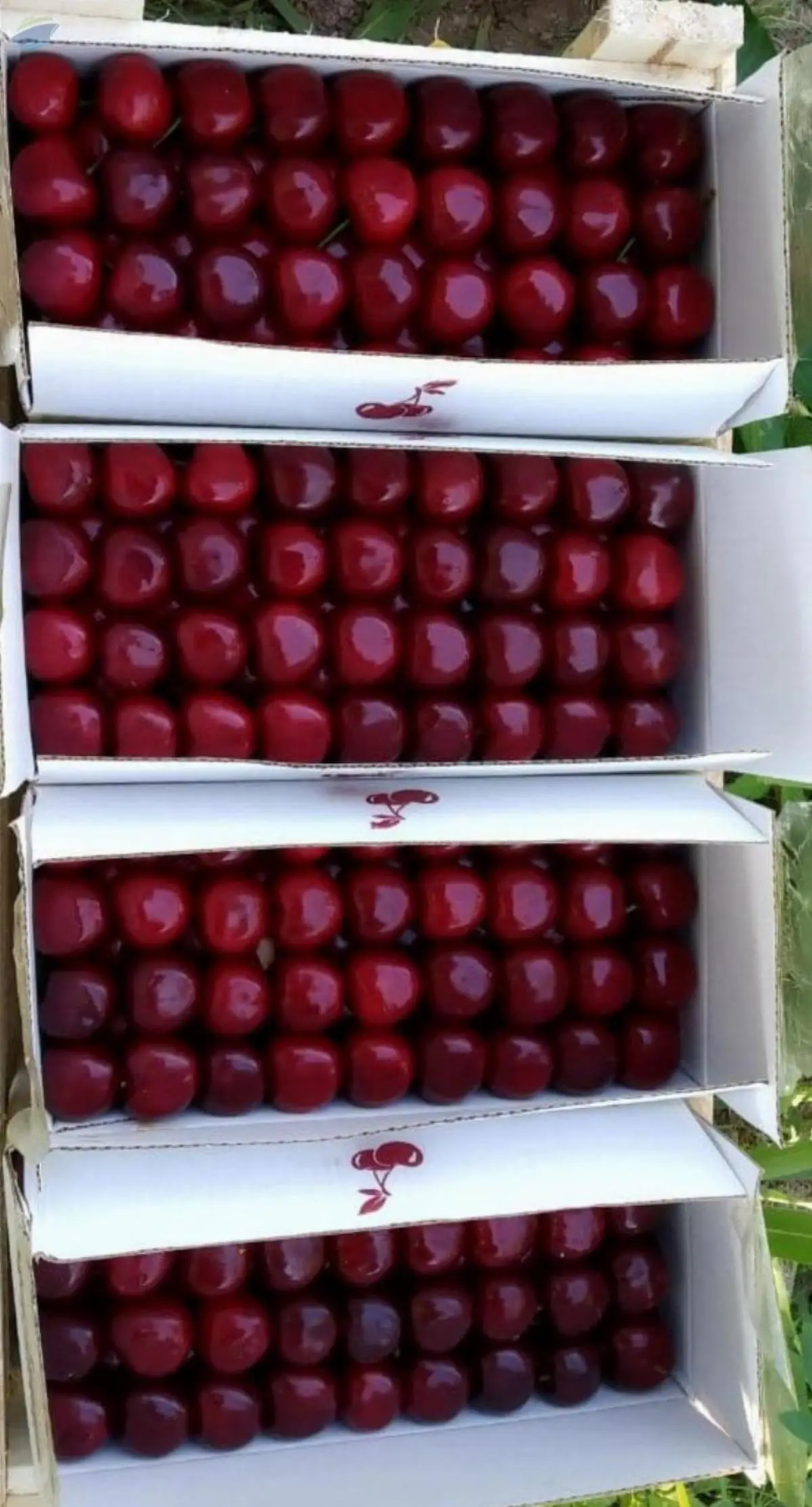 Cherries