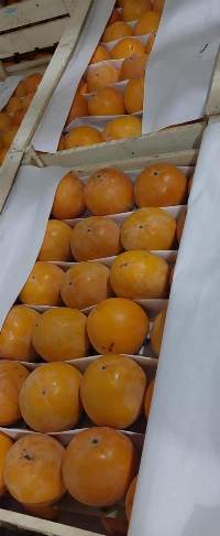 Persimmon