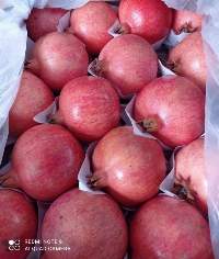 Pomegranate Fruit