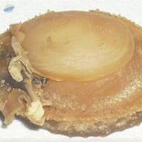 Dried Abalone