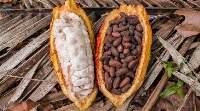 Premium Cocoa Seeds (Cocoa Beans)