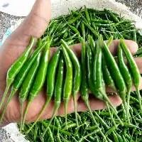 Pepper