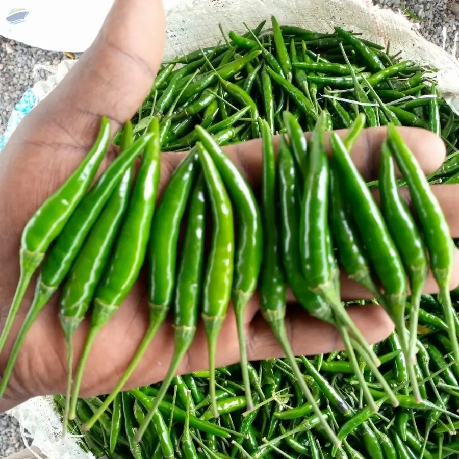 Pepper