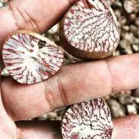 Betel Nut