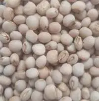 Pigeon Peas White