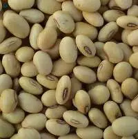 Soy Beans