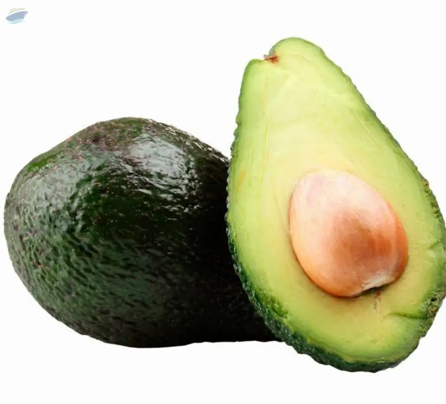 Fresh Avocado For Sale