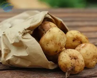Potato