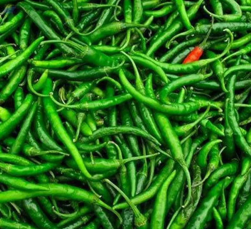 Green Chilli