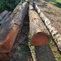 Mahogany Wood