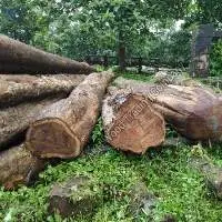 Teak Wood