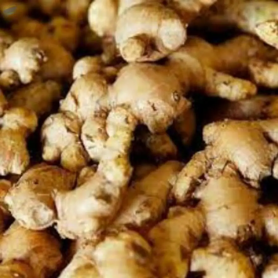 Ginger Root