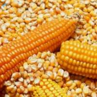 Corn