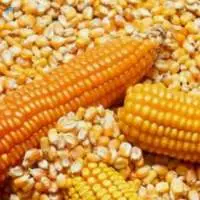 Corn
