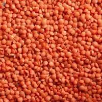 Best Price Export Green And Red Len.