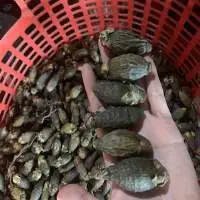 Dried Young Betel Nut