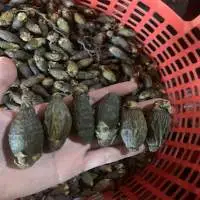 Dried Young Betel Nut