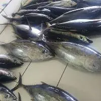 Frozen Tuna Fish
