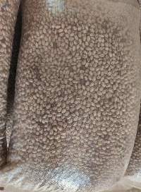 Pinto Beans