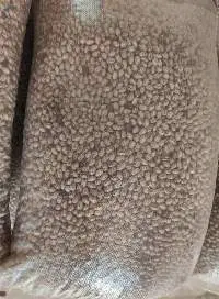 Pinto Beans