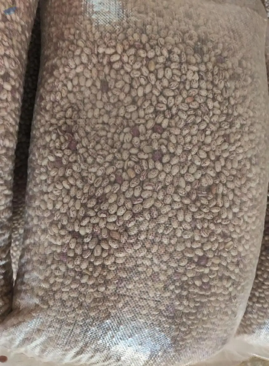 Pinto Beans