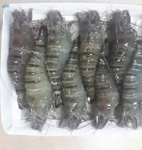 Frozen Seafood