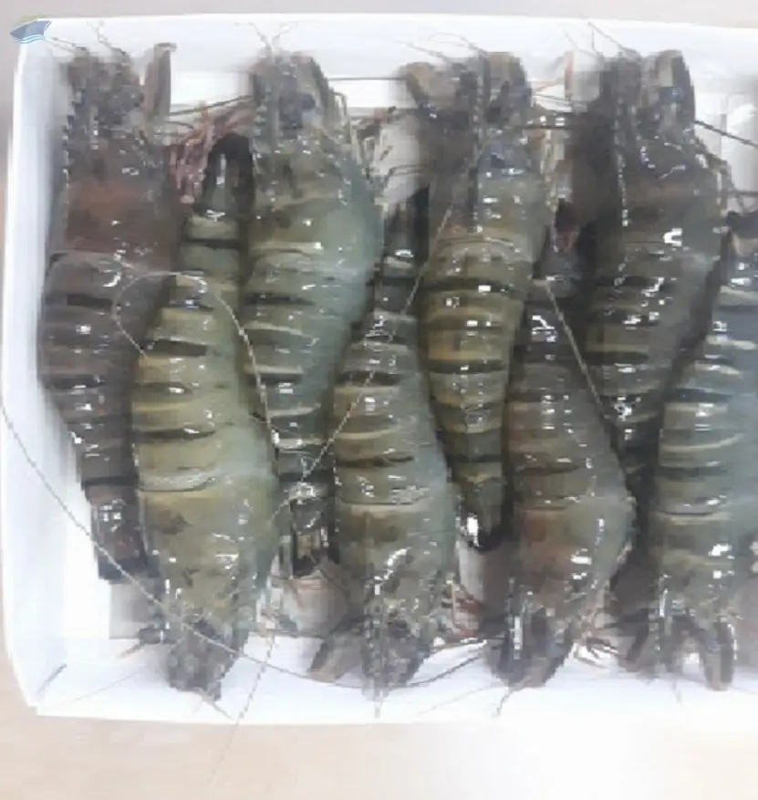 Frozen Seafood