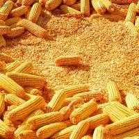 Yellow Corn