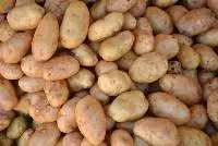 Fresh Potato