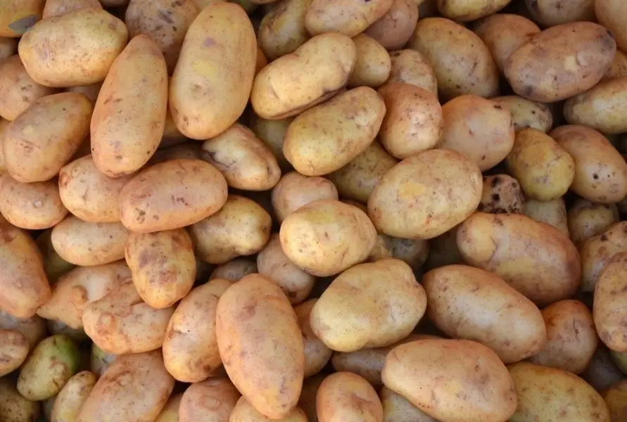 Fresh Potato