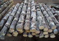 Sugarcane