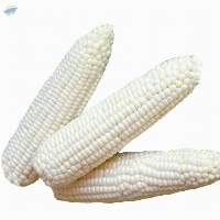 Dry White Maize