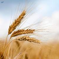 Wheat