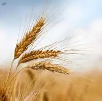 Wheat