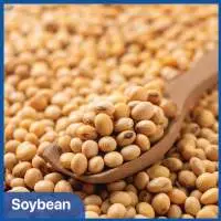 Soybean GMO