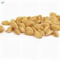 Soft White Wheat