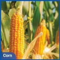 Corn